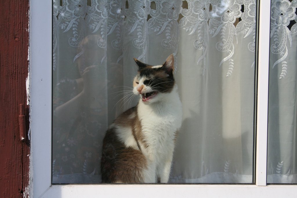 IMG_9116.JPG - Szczerbaty kot w Trokach, czyli "atotrūkis krumpliuotas katė Trakų"